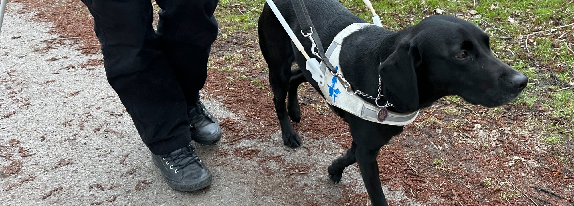 Svart labrador i vit sele på promenad med sin förare. De går på en grusväg och bredvid hunden syns förarens svarta byxor och skor. 