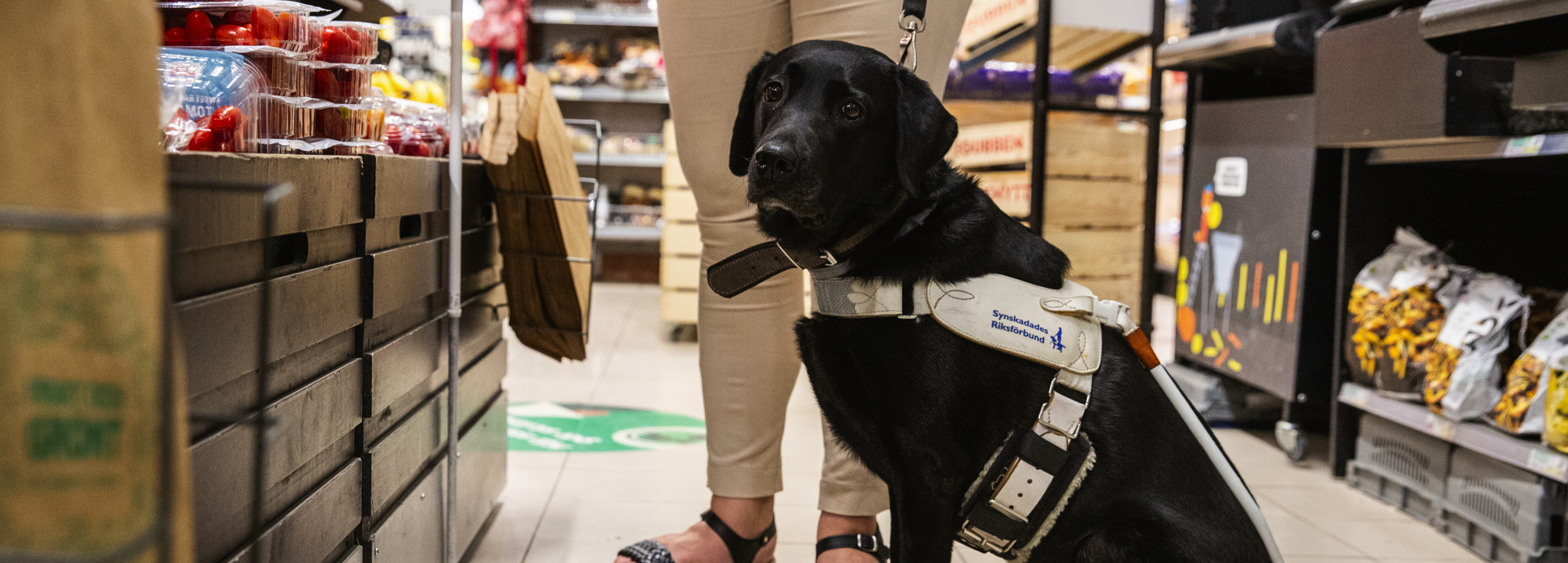 En svart labrador sitter bredvid sin förare framför grönsaksdisken i en matbutik. Bakom hunden syns förarens ben och vita käpp.